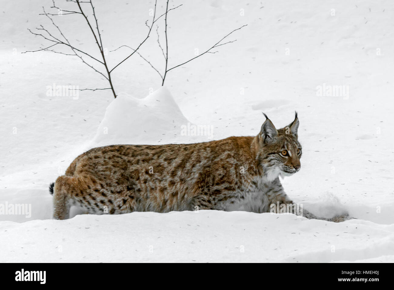 Eurasian (Lynx Lynx lynx) passeggiate nella neve in inverno Foto Stock