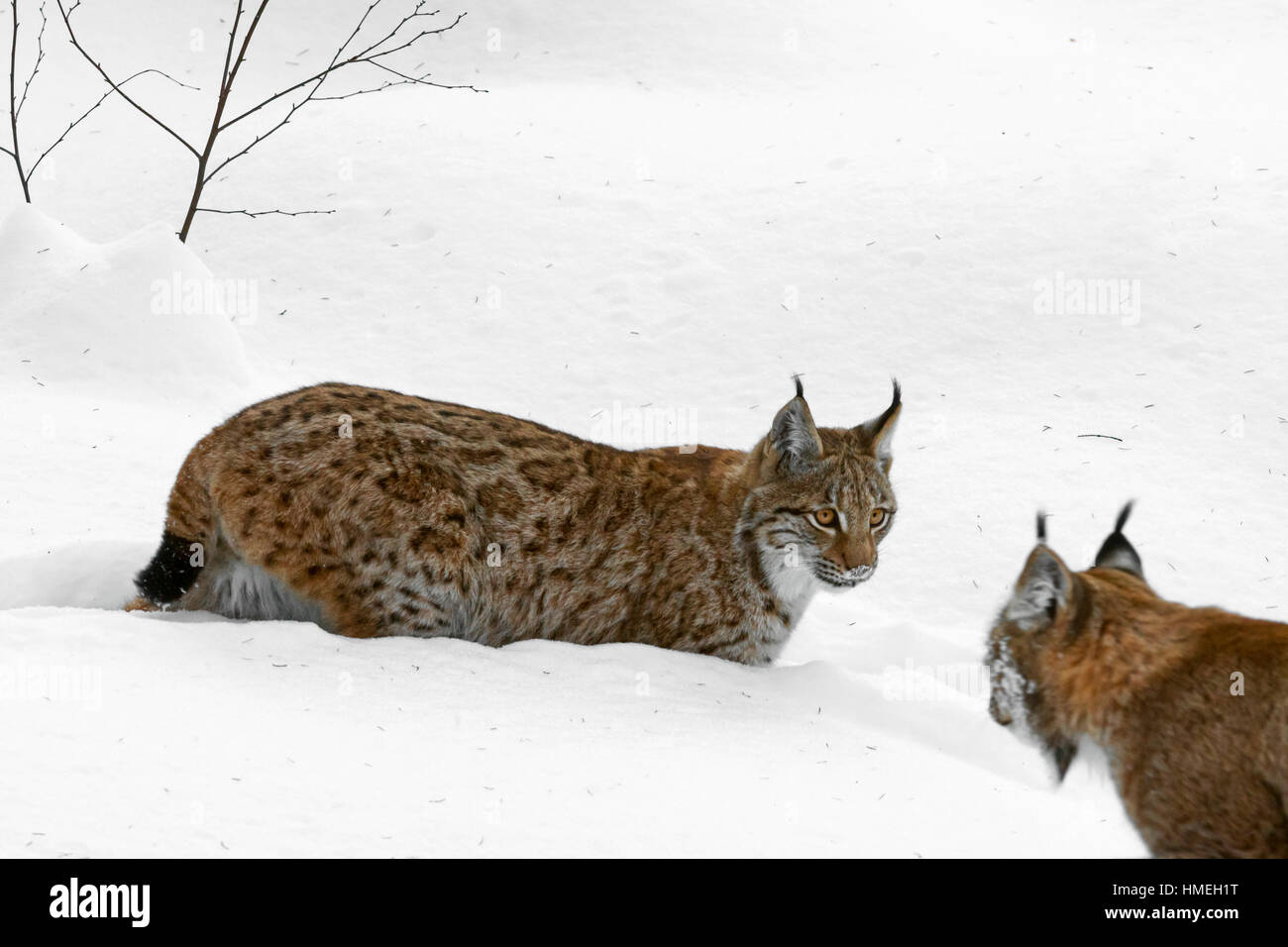 Eurasian (Lynx Lynx lynx) maschio femmina incontro nella neve in inverno Foto Stock