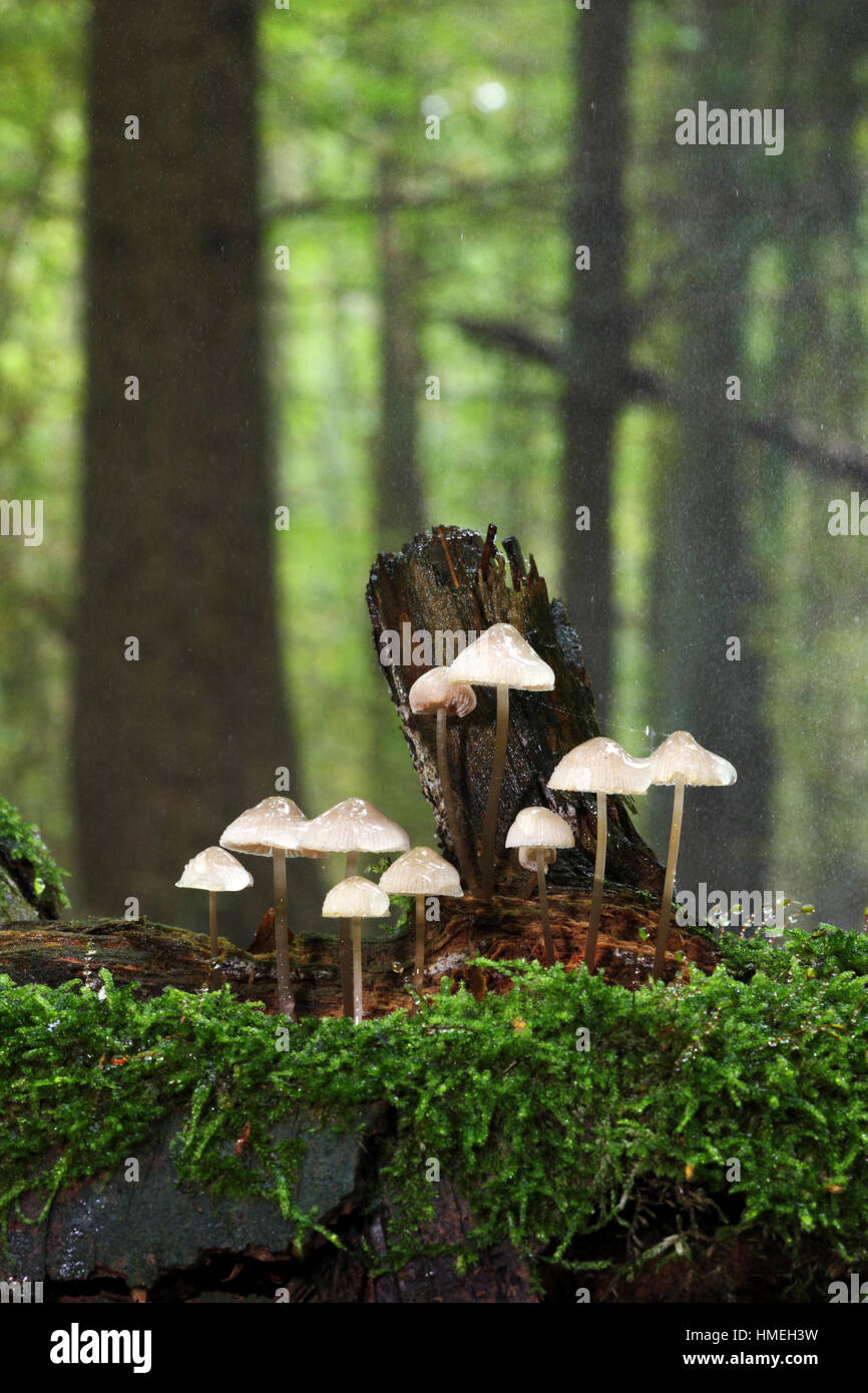 Cluster di cofano, mycena inclinata. fotografato in misty benissimo pioggia (retroilluminato con flash) a boschi gamlingay, gamlingay, cambridgeshire. Foto Stock