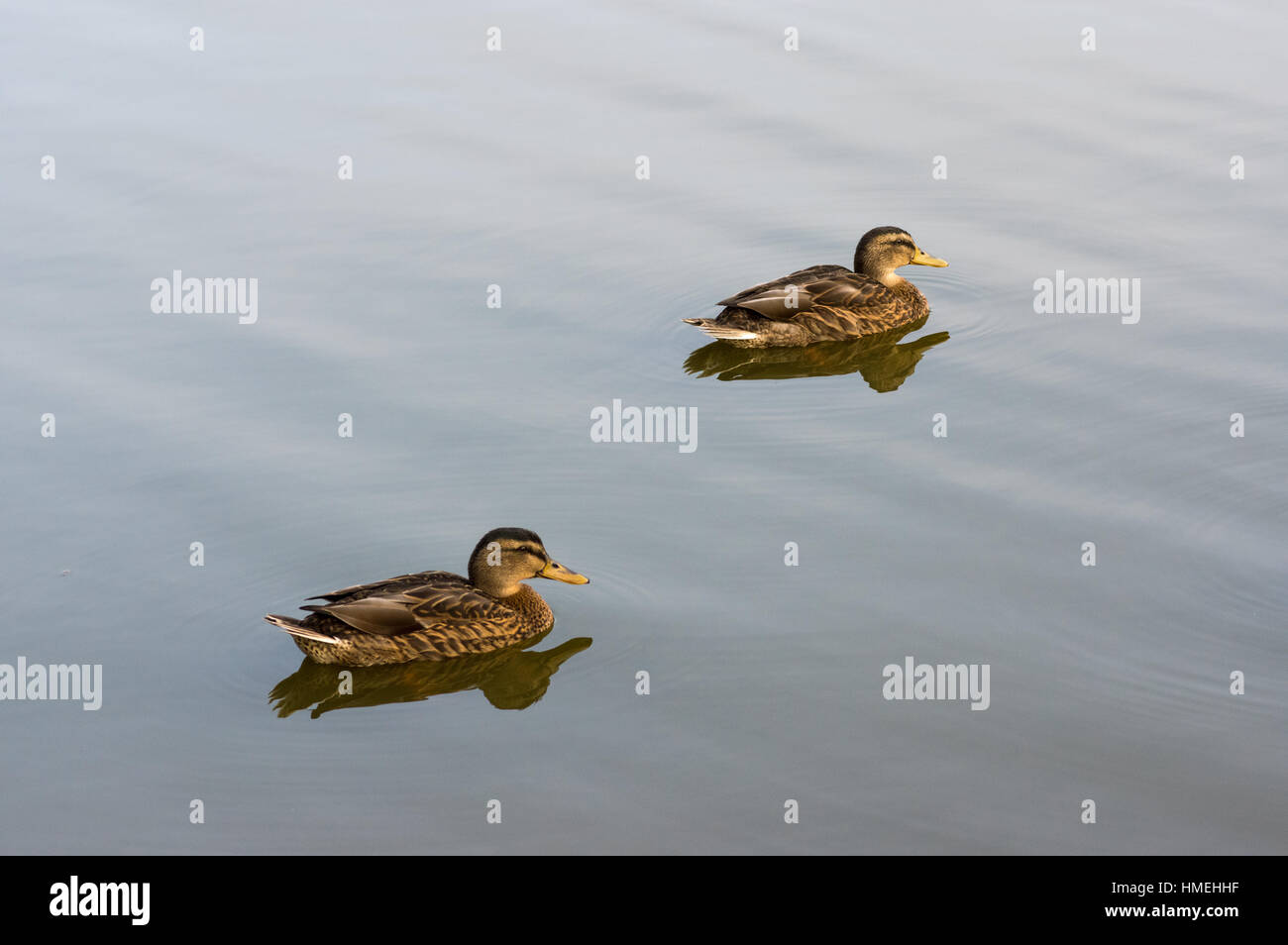 Anatre in luce precoce sullo stagno a ditchling Foto Stock