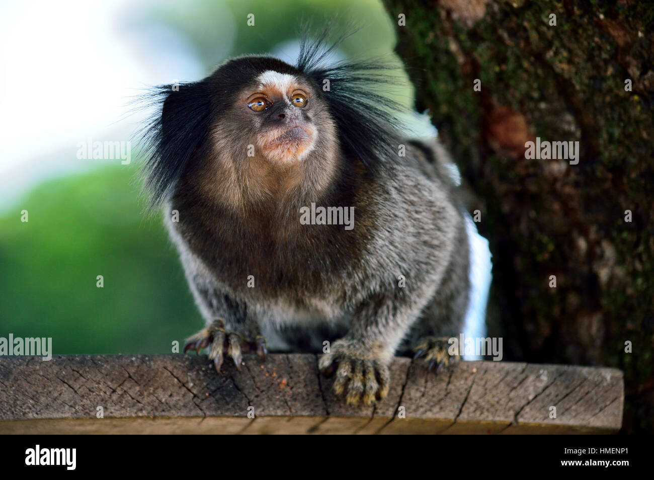 Scimmietta dal Sud America fauna (Callitrichidae) su un ramo di albero cercando Foto Stock