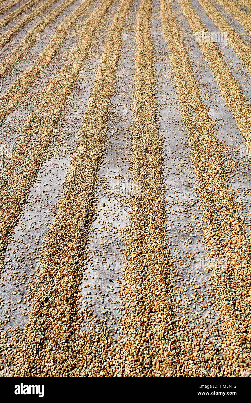 Il caffè crudo semi di essiccazione al sole Foto Stock