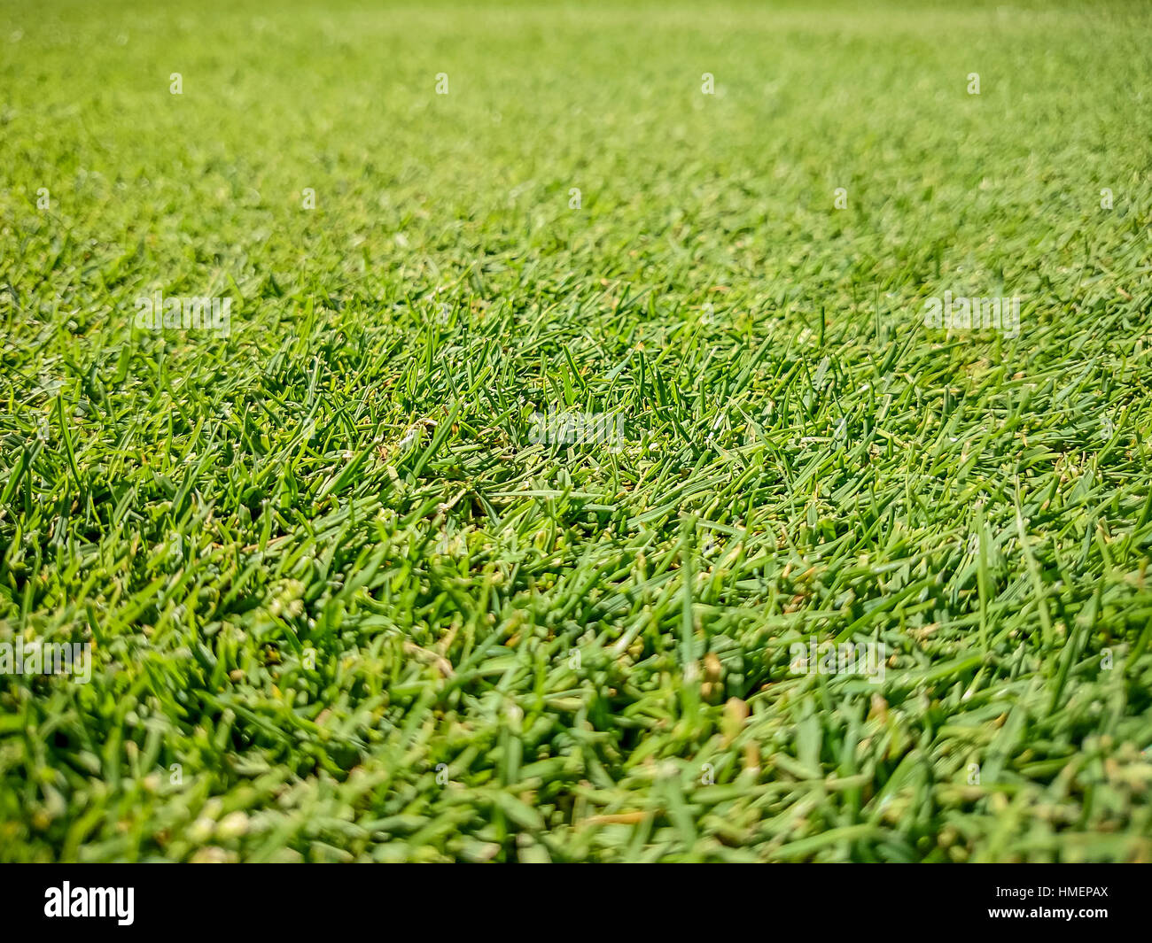 Campo da golf, naturale erba verde, vista dall'alto Foto Stock