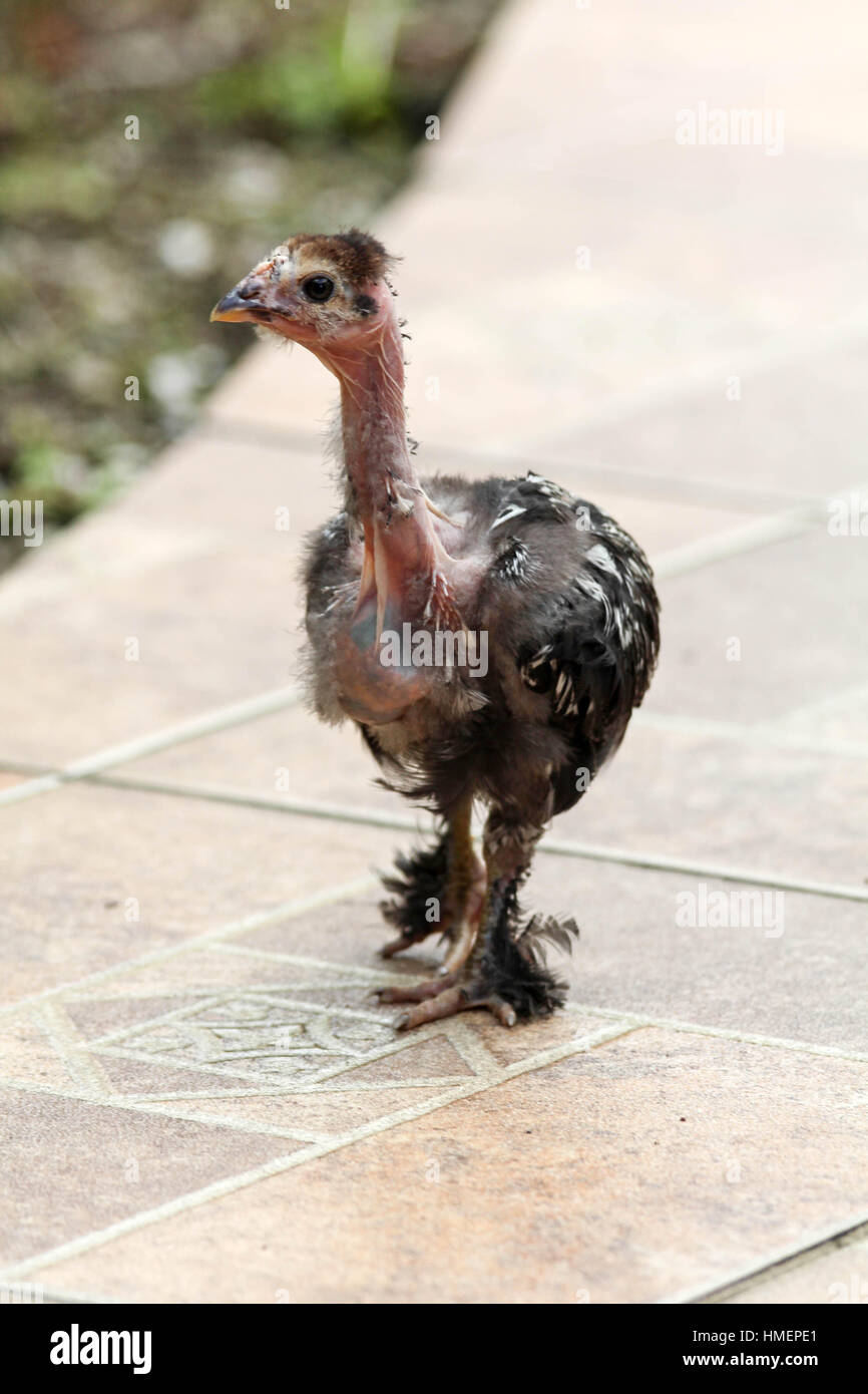 Scrawny baby chicken isolato Foto Stock