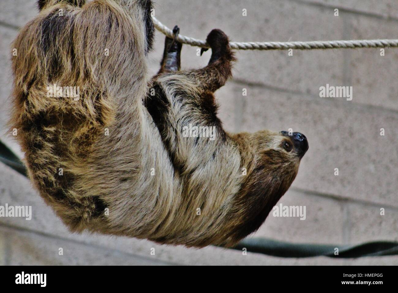 Bradipo, lo Zoo di Chester, Inghilterra Foto Stock