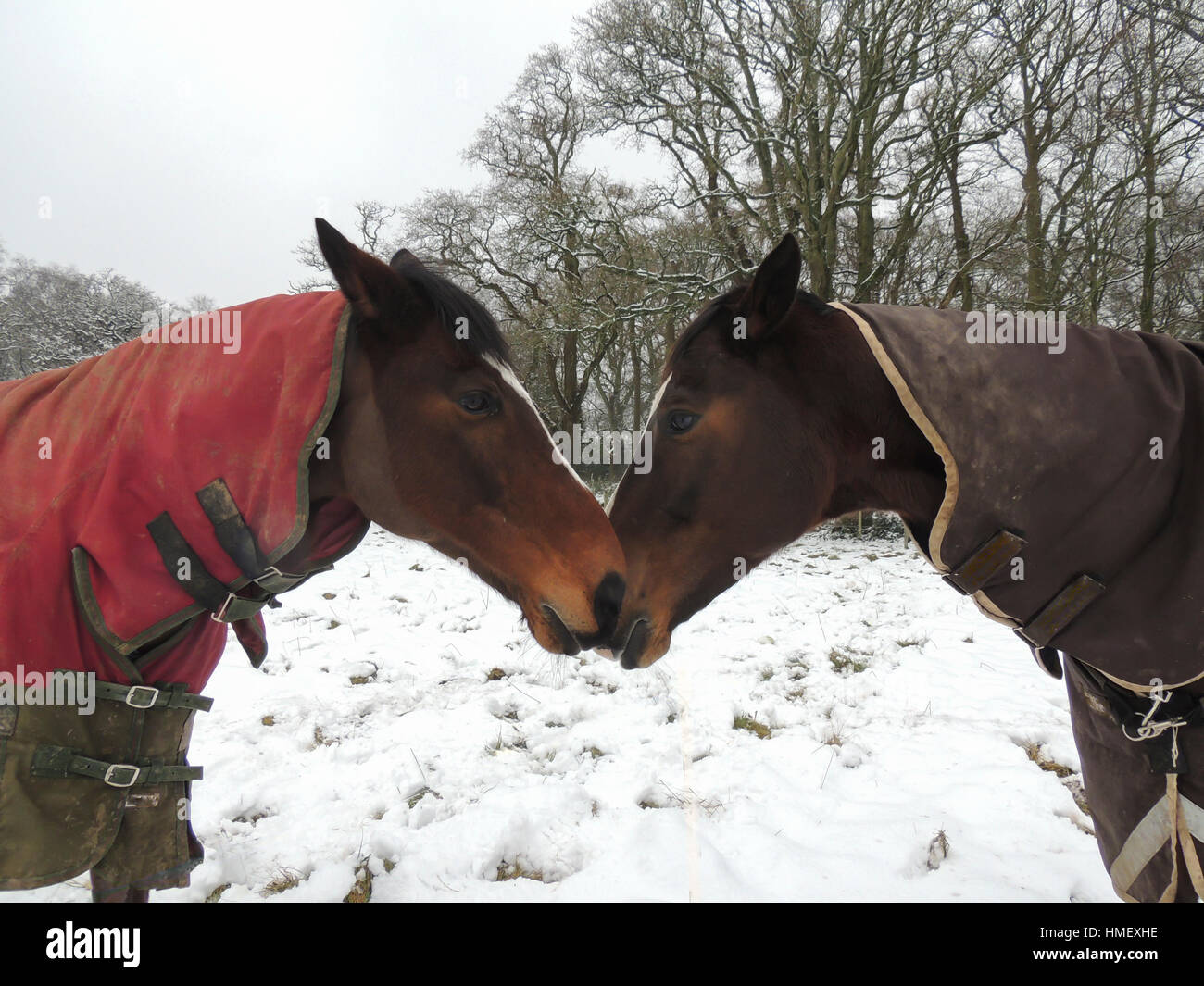 Purosangue e cavalli warmblood naso permanente per il naso di una neve campo coperto in inverno Foto Stock