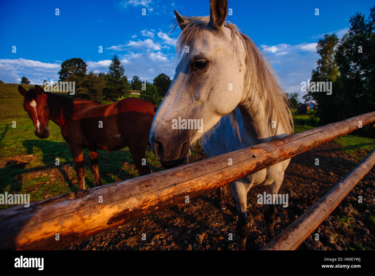 Funny horse close up Foto Stock