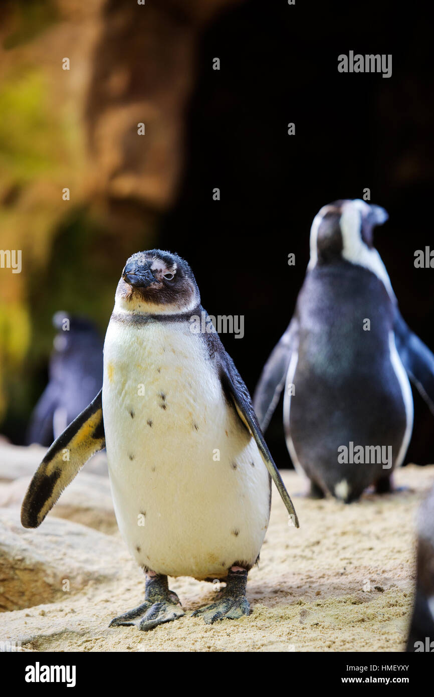 Pinguino al Two Oceans Aquarium e Cape Town, Sud Africa Foto Stock