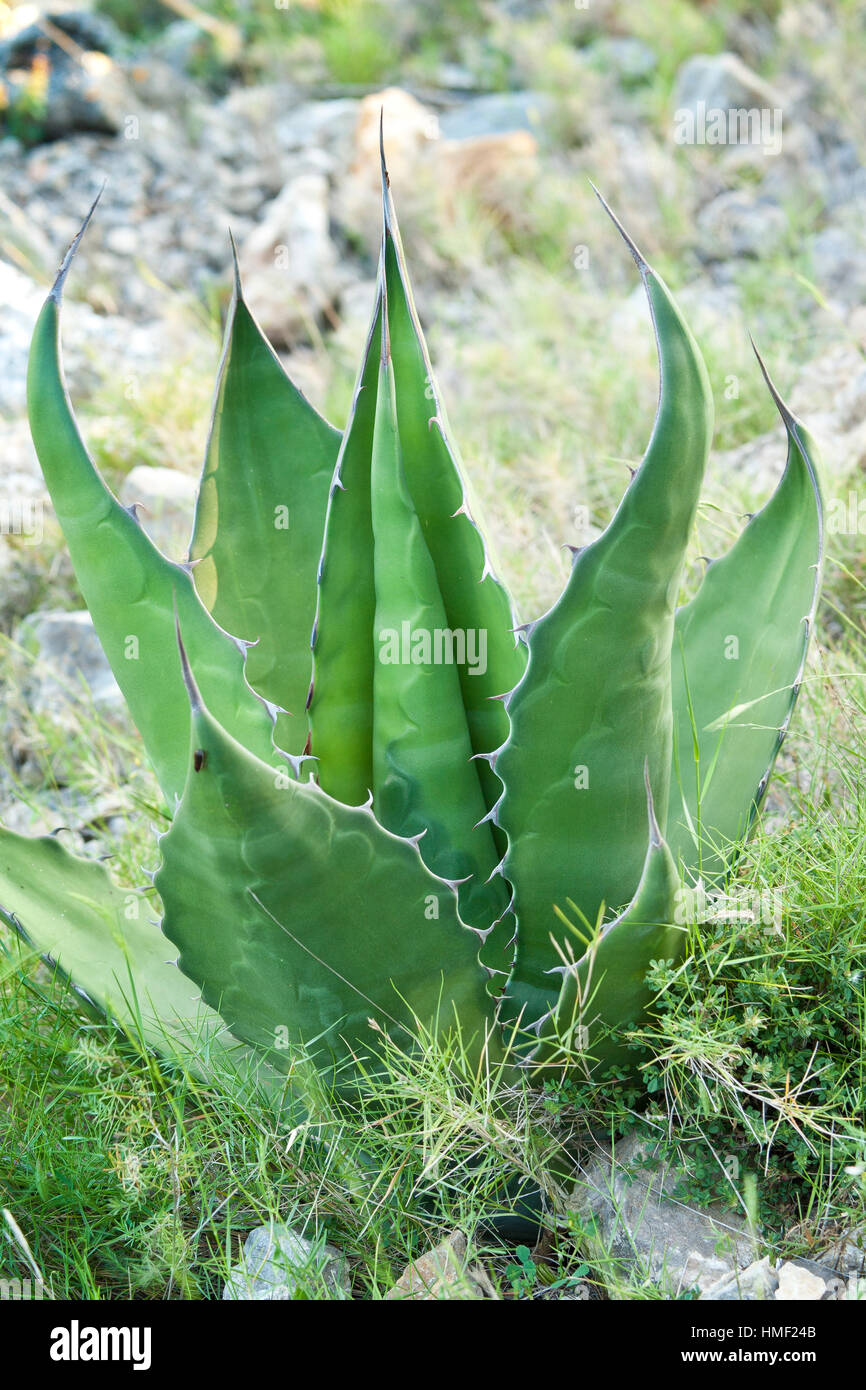 Francia, Sentiers botaniques de Foncaude, un giardino nella gariga, Agave atrovirens. Foto Stock