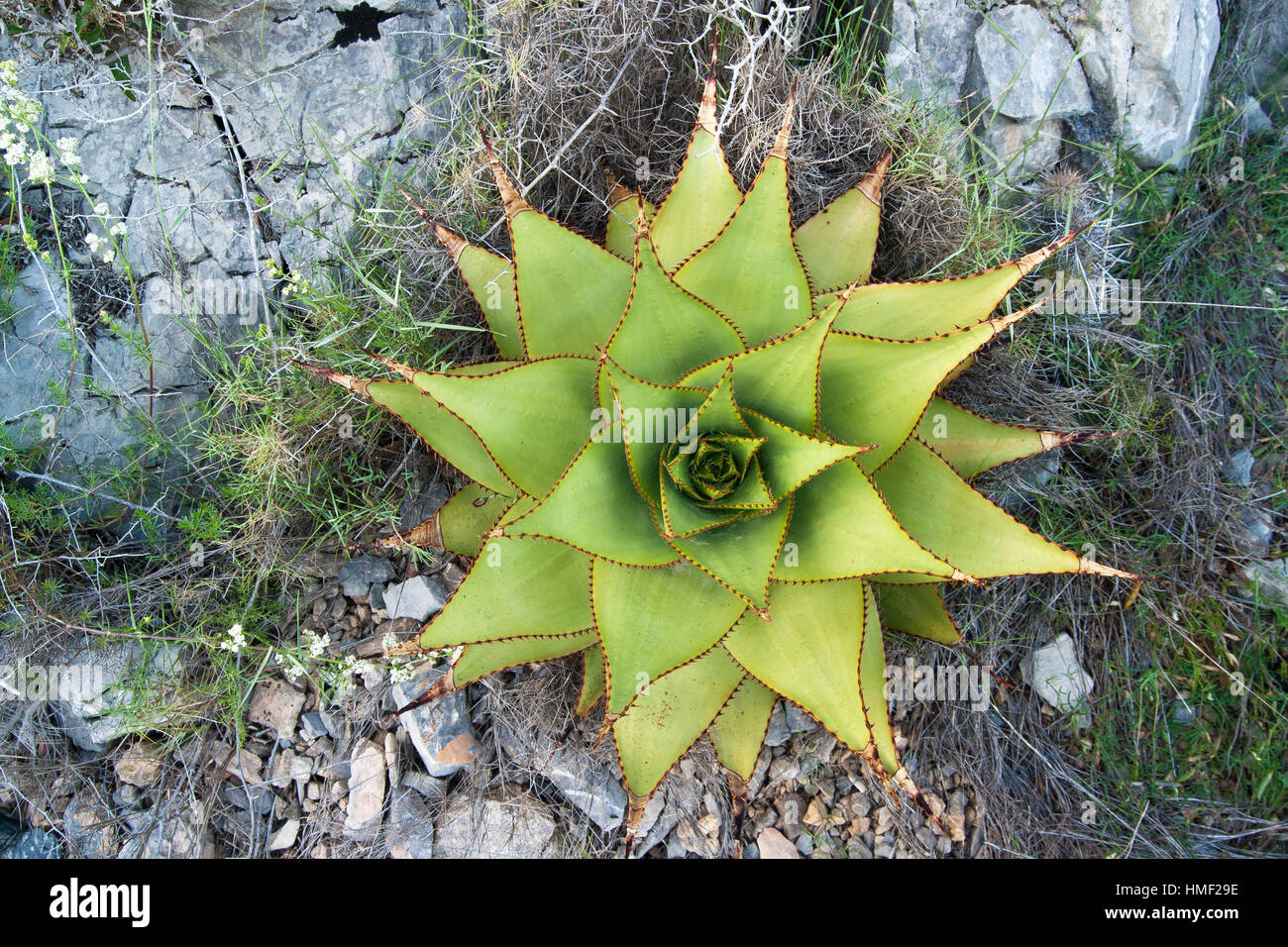 Aloe broomii, noto come la montagna aloe o snake aloe Foto Stock