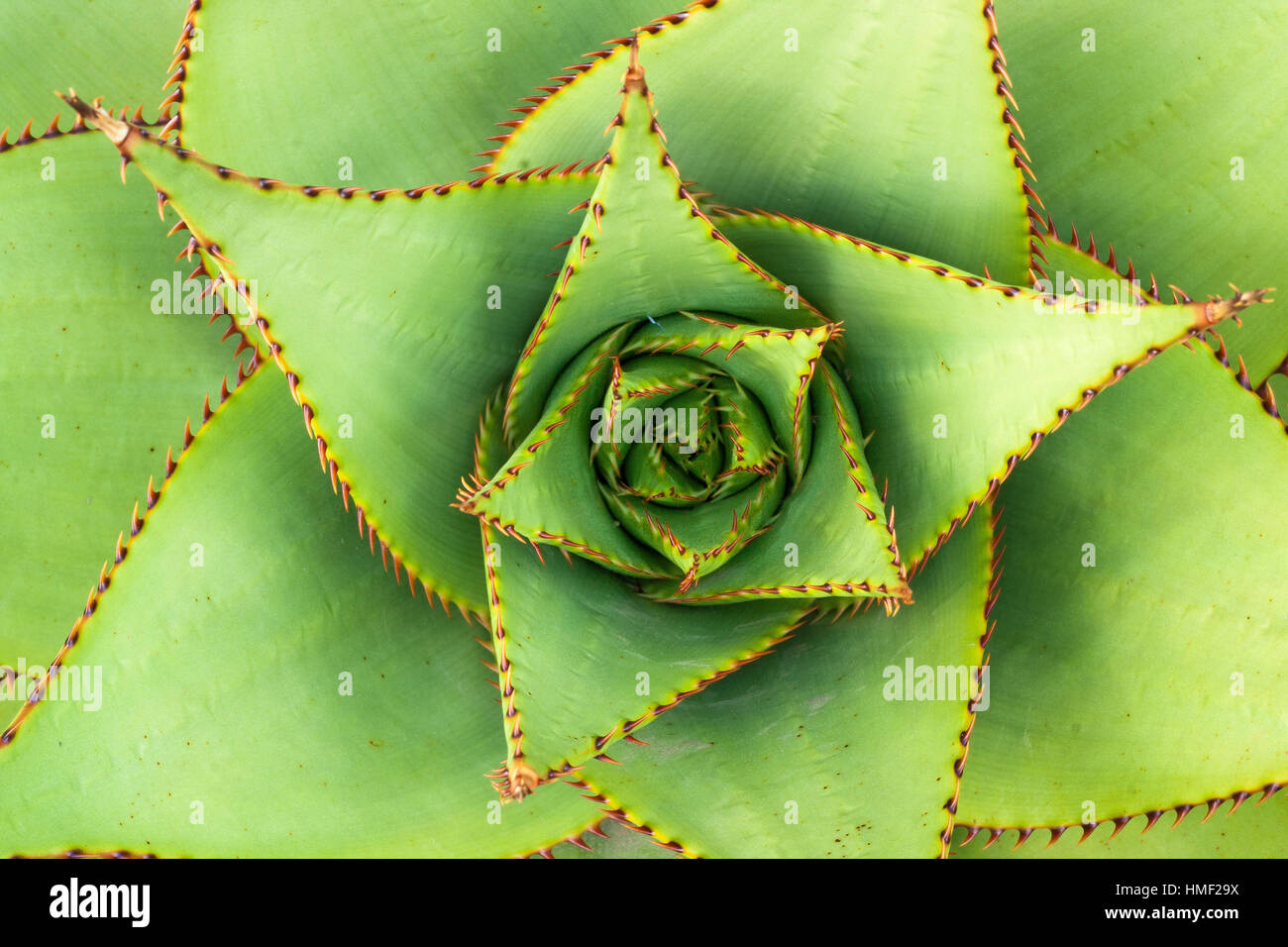 Aloe broomii, noto come la montagna aloe o snake aloe Foto Stock