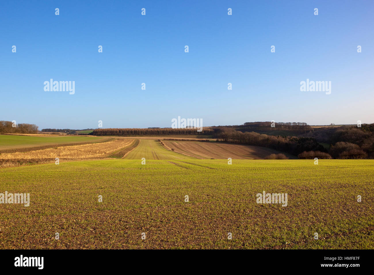 Yorkshire wolds il paesaggio agricolo con piantina cereali e bosco di larici con piante di mais coltivato per la copertina del gioco in inverno Foto Stock