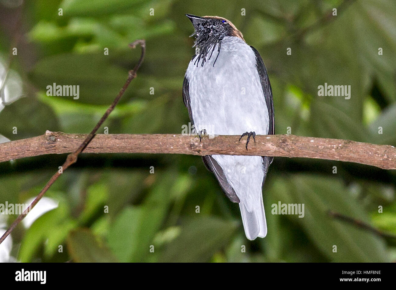 Barbuto bellbird (Procnias averano) noto anche come l'incudine-bird Asa Wright Riserva Naturale Trinidad Foto Stock