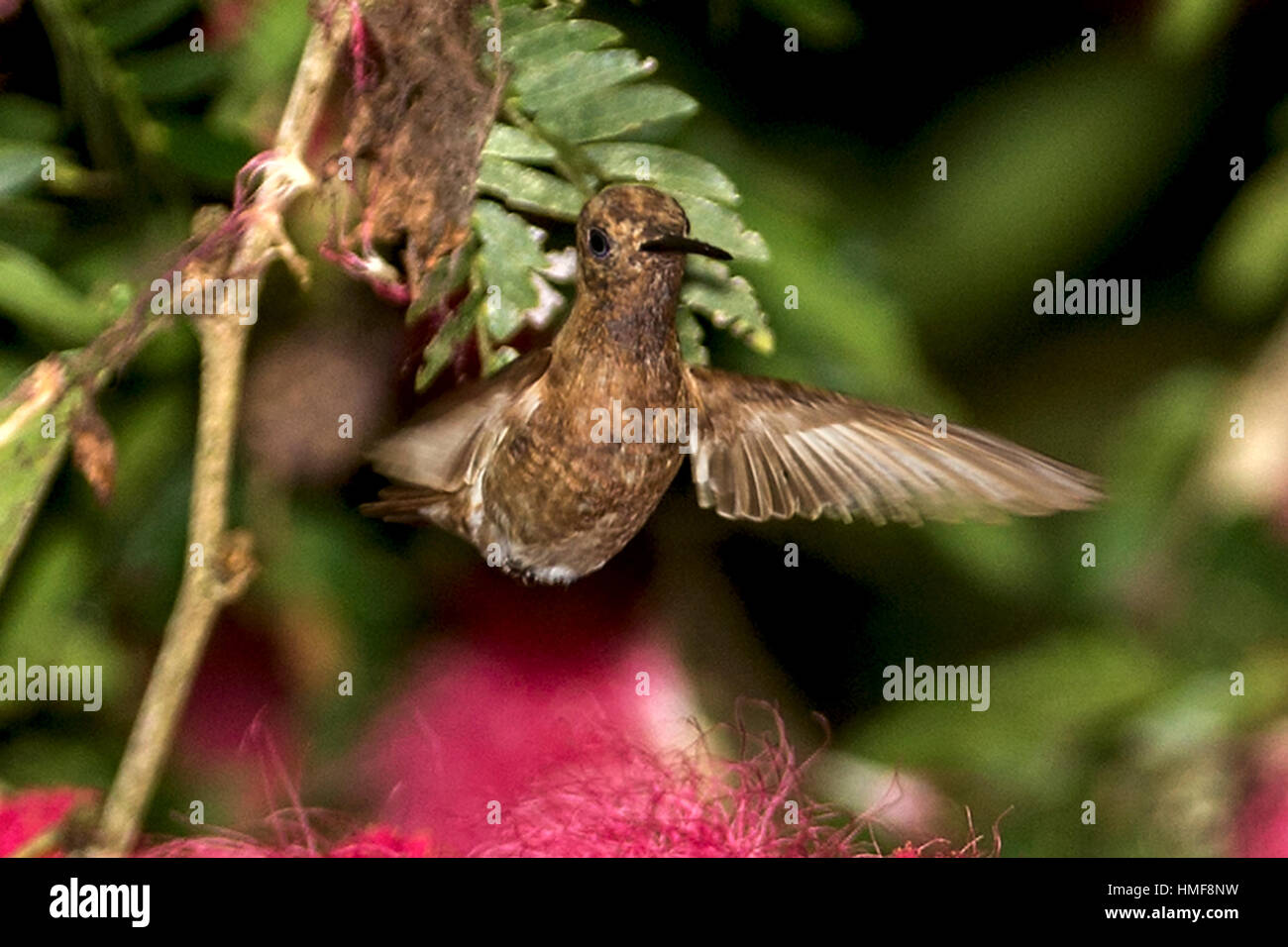 Leucistic rame-rumped hummingbird (Amazilia tobaci) & polvere puff plant(calliandra inaequilatera) Asa Wright Riserva Naturale Trinindad Foto Stock