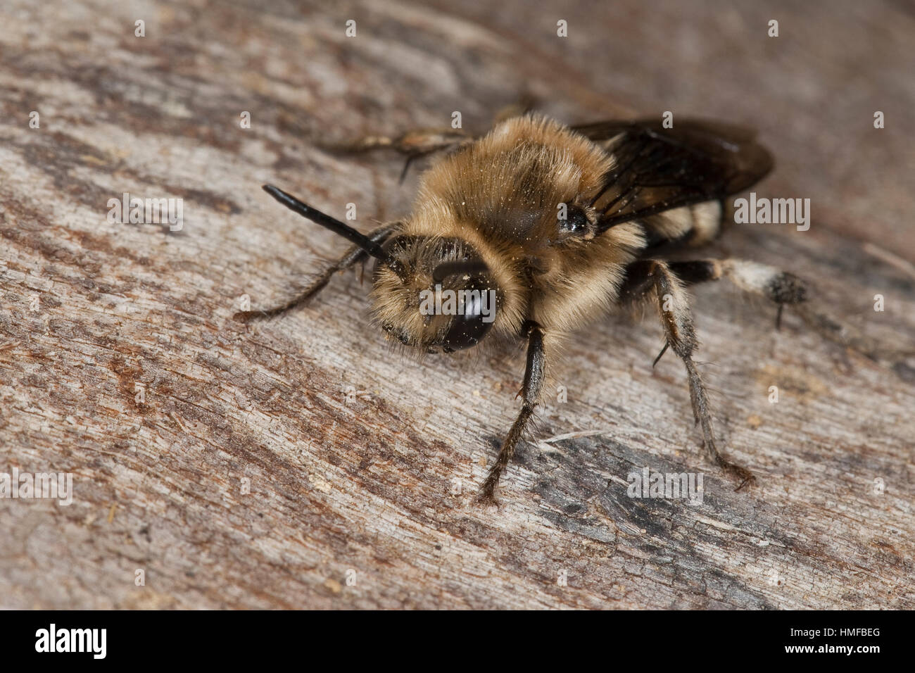 Gemeine Trauerbiene, Trauer-Biene, Melecta albifrons, Melecta punctata, Melecta armata, Kuckucksbiene, cuculo bee Foto Stock