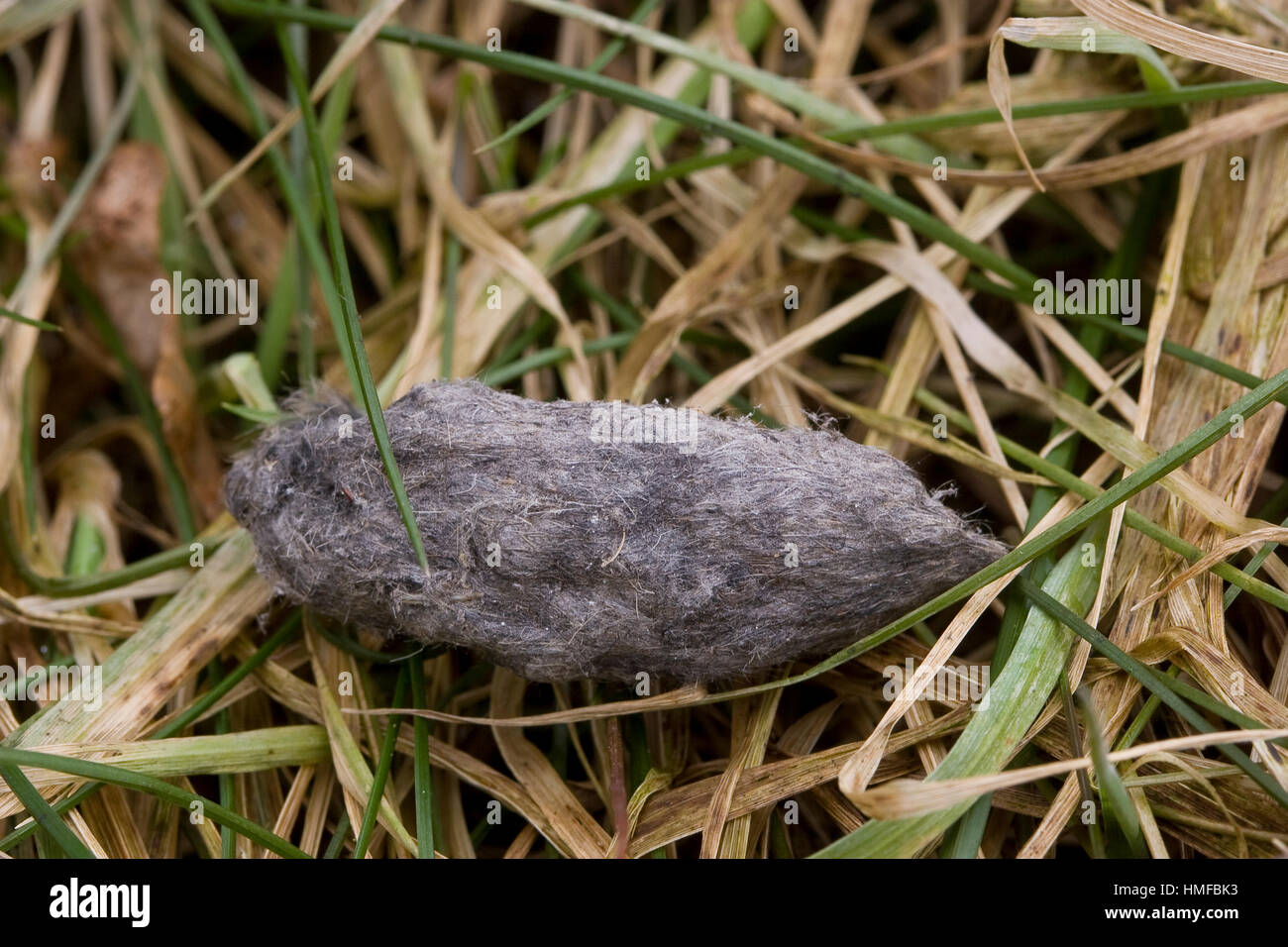 Turmfalke, Turm-Falke, Falke, Gewölle aus cadde, Haaren, Falco tinnunculus, gheppio, Faucon crécerelle Foto Stock