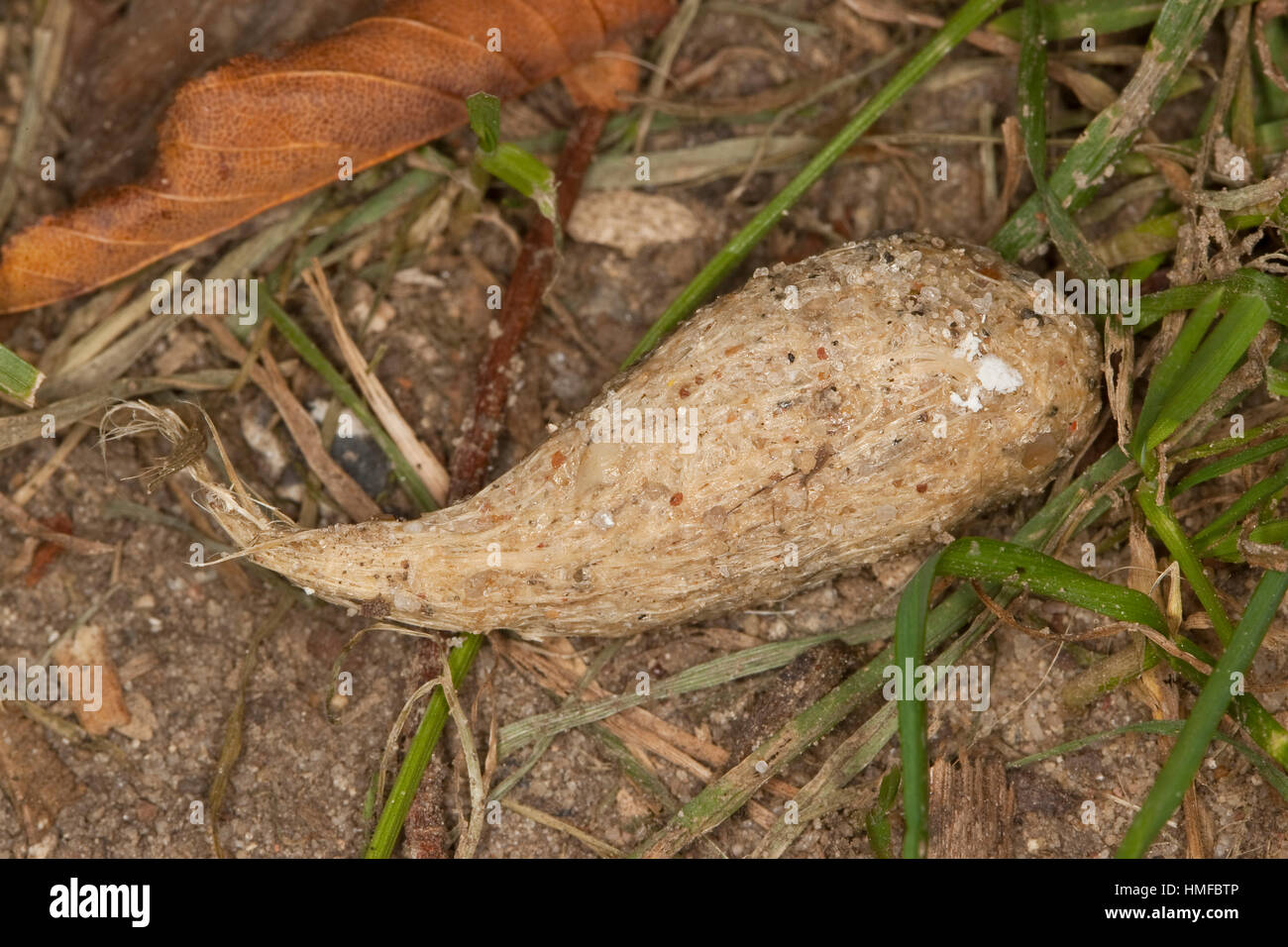 Turmfalke, Turm-Falke, Falke, Gewölle aus cadde, Haaren, Falco tinnunculus, gheppio, Faucon crécerelle Foto Stock