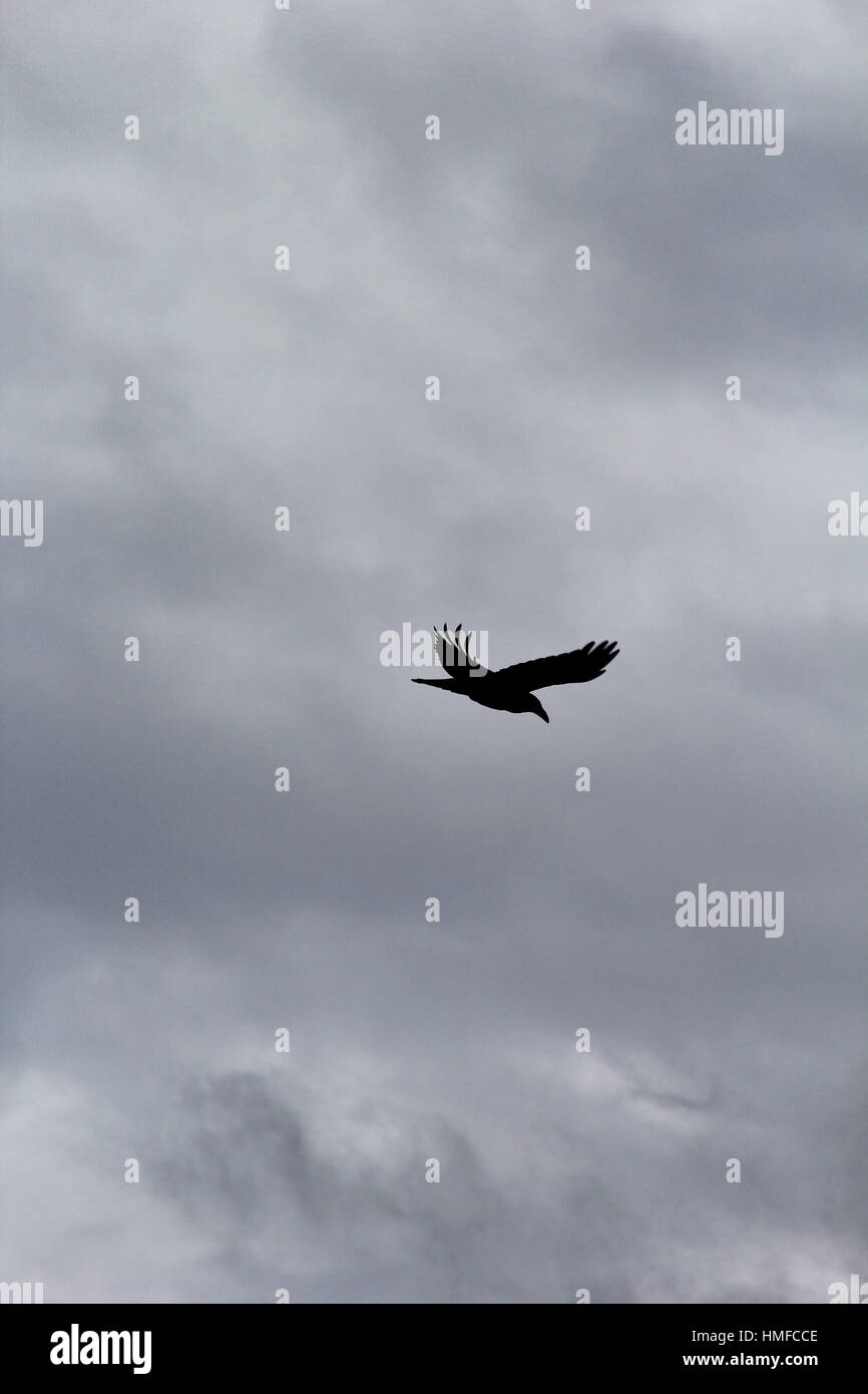 Uccello in volo contro un cielo nuvoloso Foto Stock