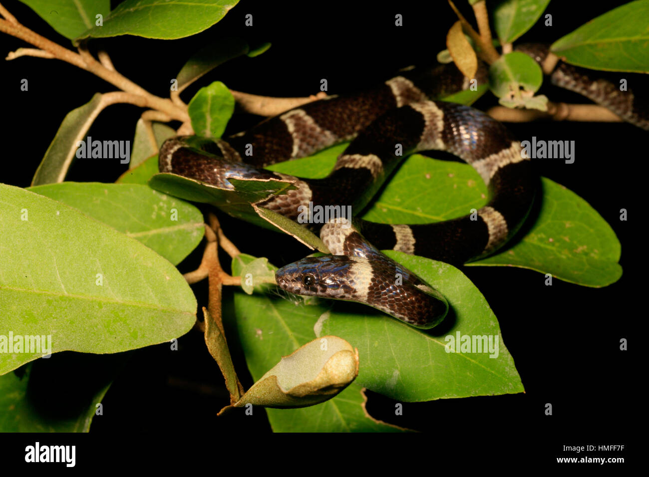 Bianco e nero Cat-eyed Snake (Leptodeira nigrofasciata), Palo Verde National Park, Costa Rica Foto Stock