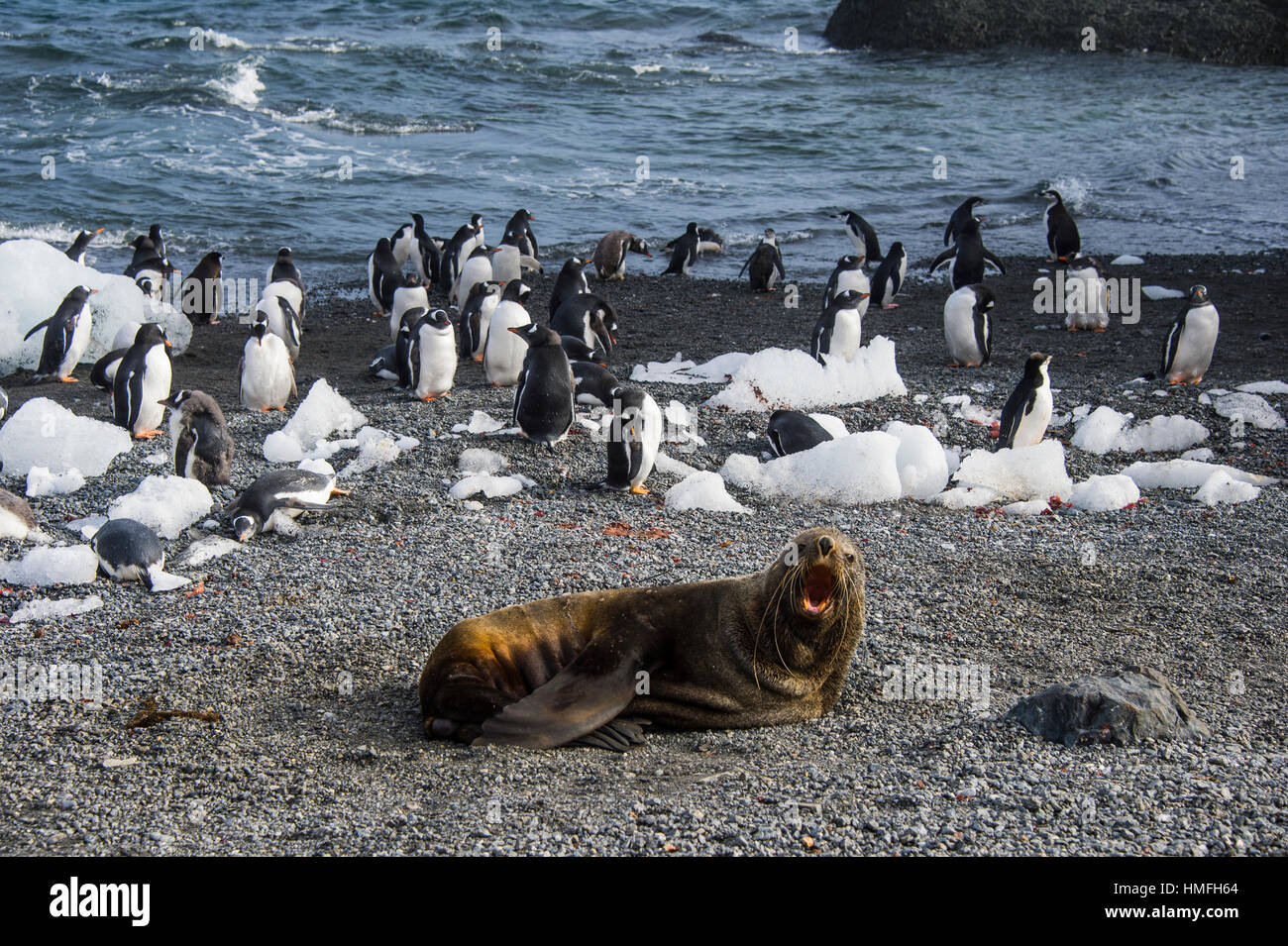 Antarctic fur guarnizionenella anteriore di una colonia di long-tailed pinguini di Gentoo, Gourdin Isola, Antartide, regioni polari Foto Stock