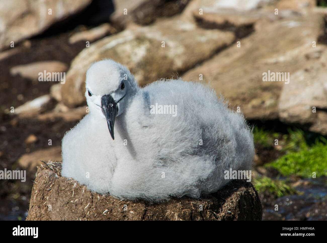 Nero-browed albatross pulcino (Thalassarche melanophris), Saunders Island, Falklands, Sud America Foto Stock