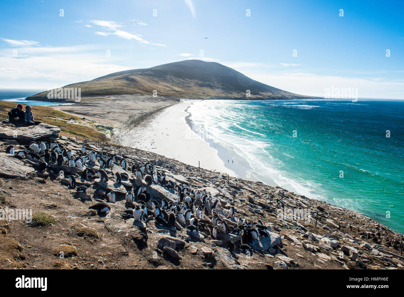 Southern Rock Hopper colonia di pinguini (Eudyptes chrysocome) con il collo istmo in background, Saunders Island, Falklands Foto Stock
