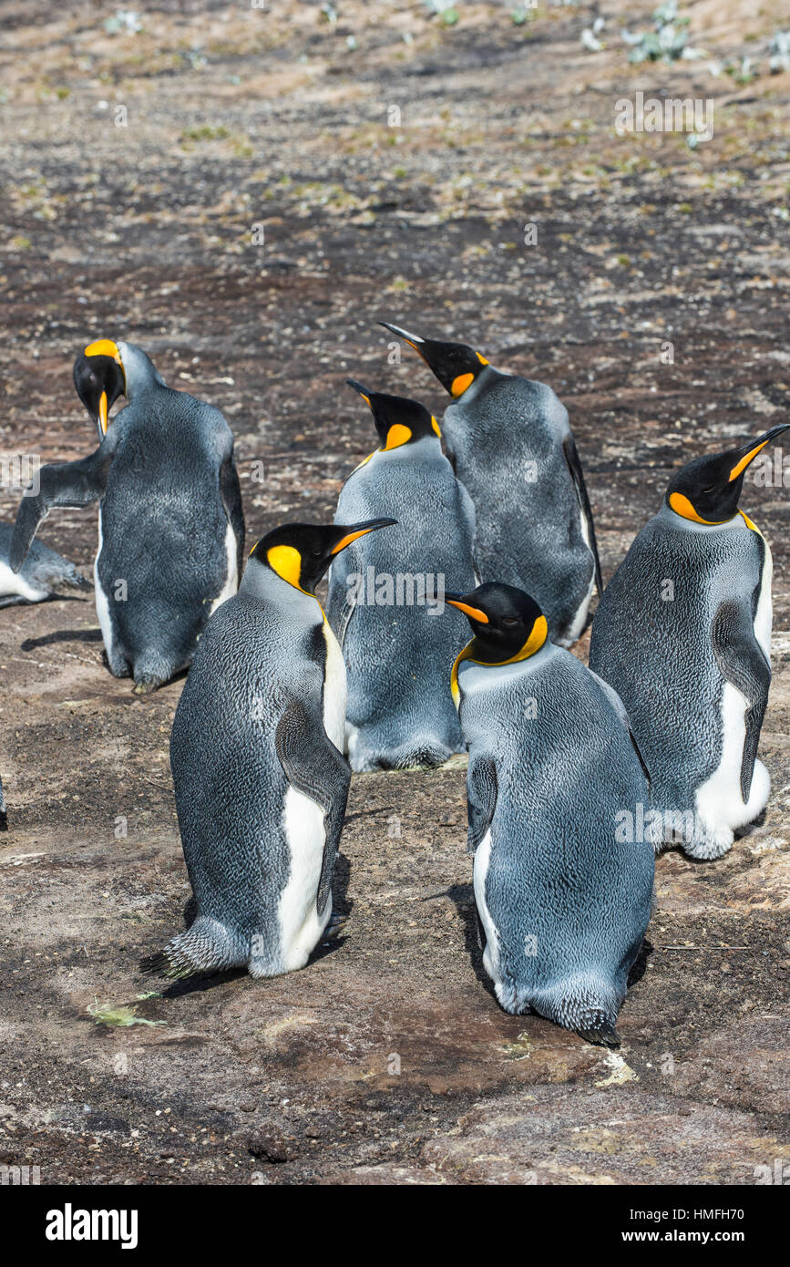 Re colonia di pinguini (Aptenodytes patagonicus), Saunders Island, Falklands, Sud America Foto Stock