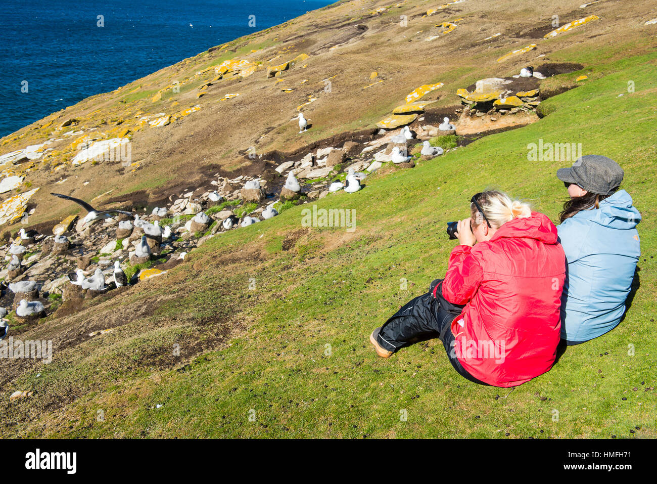 I turisti a guardare una colonia di black-browed albatross (Thalassarche melanophris), Saunders Island, Falklands, Sud America Foto Stock