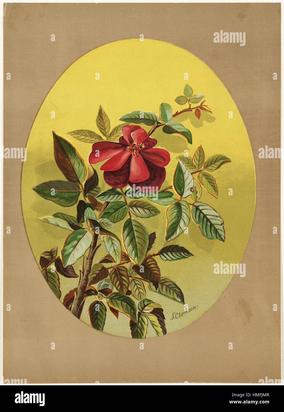 Louis Prang - Single Red Rose (Composizione ovale) Foto Stock