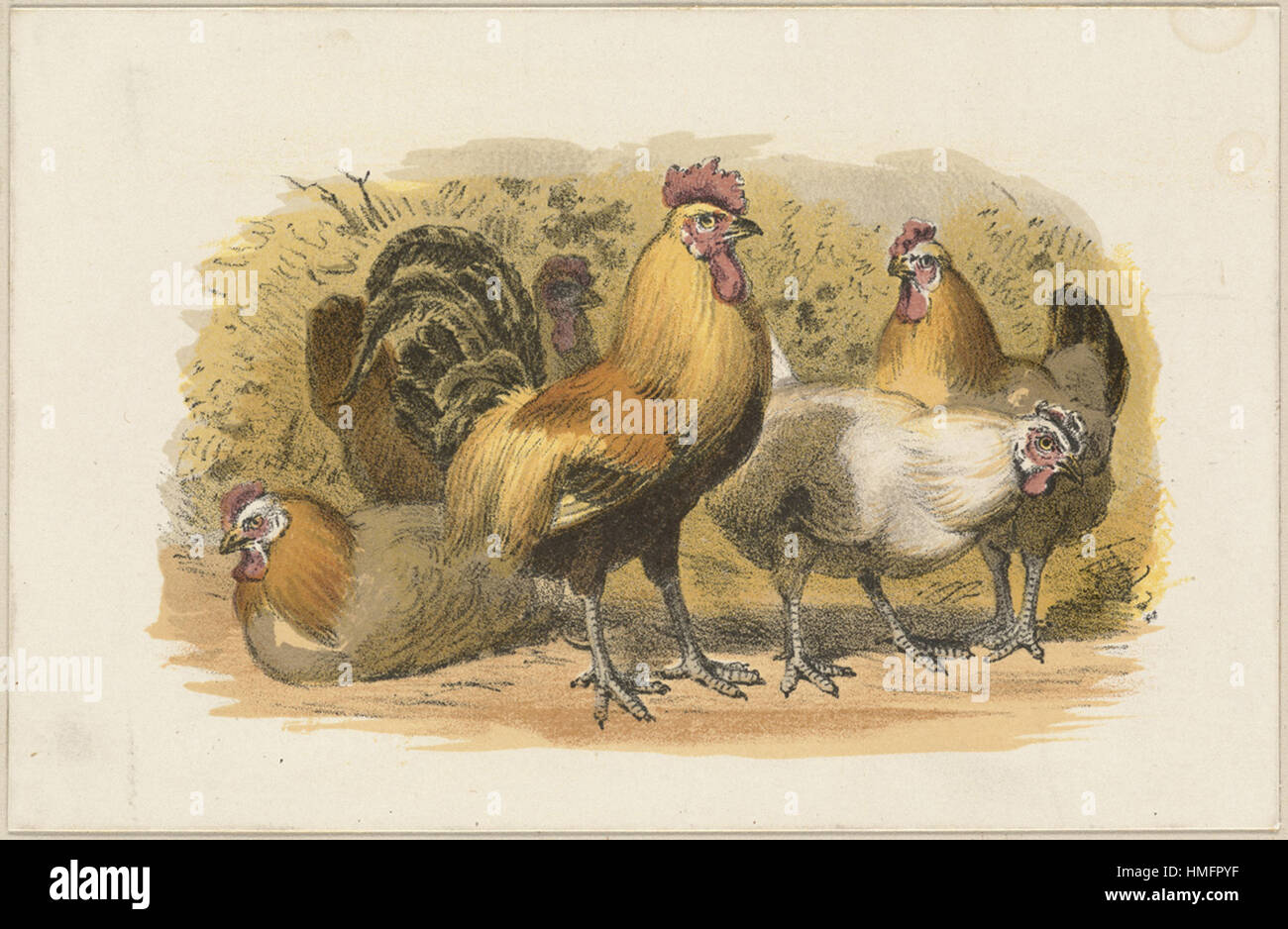 Louis Prang - le galline e il Gallo Foto Stock