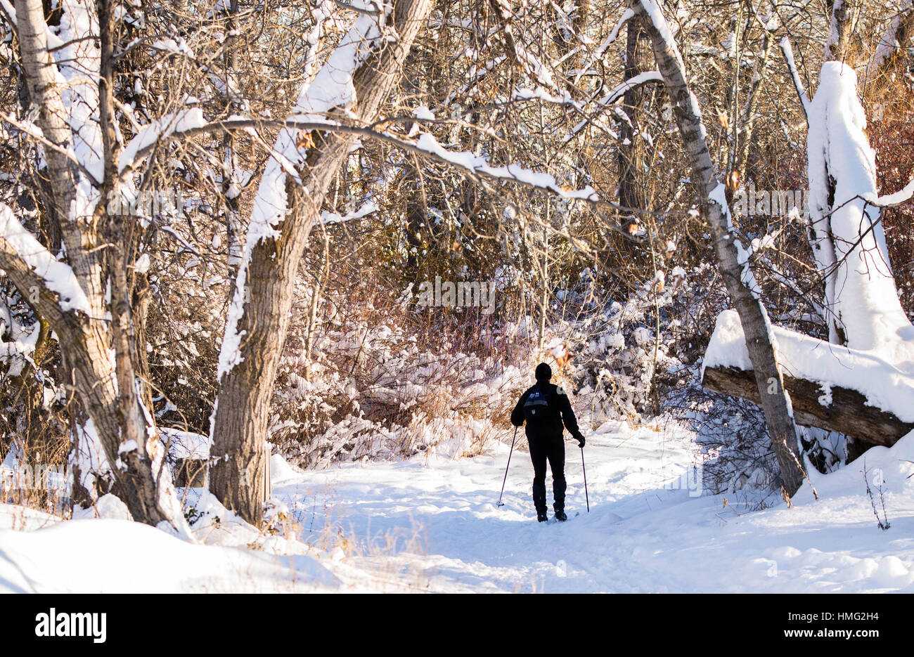 Inverno Cross country sciatore skinng su wnter fresca neve. Fiume Boise Greenbelt, Boise, Idaho, Stati Uniti d'America Foto Stock