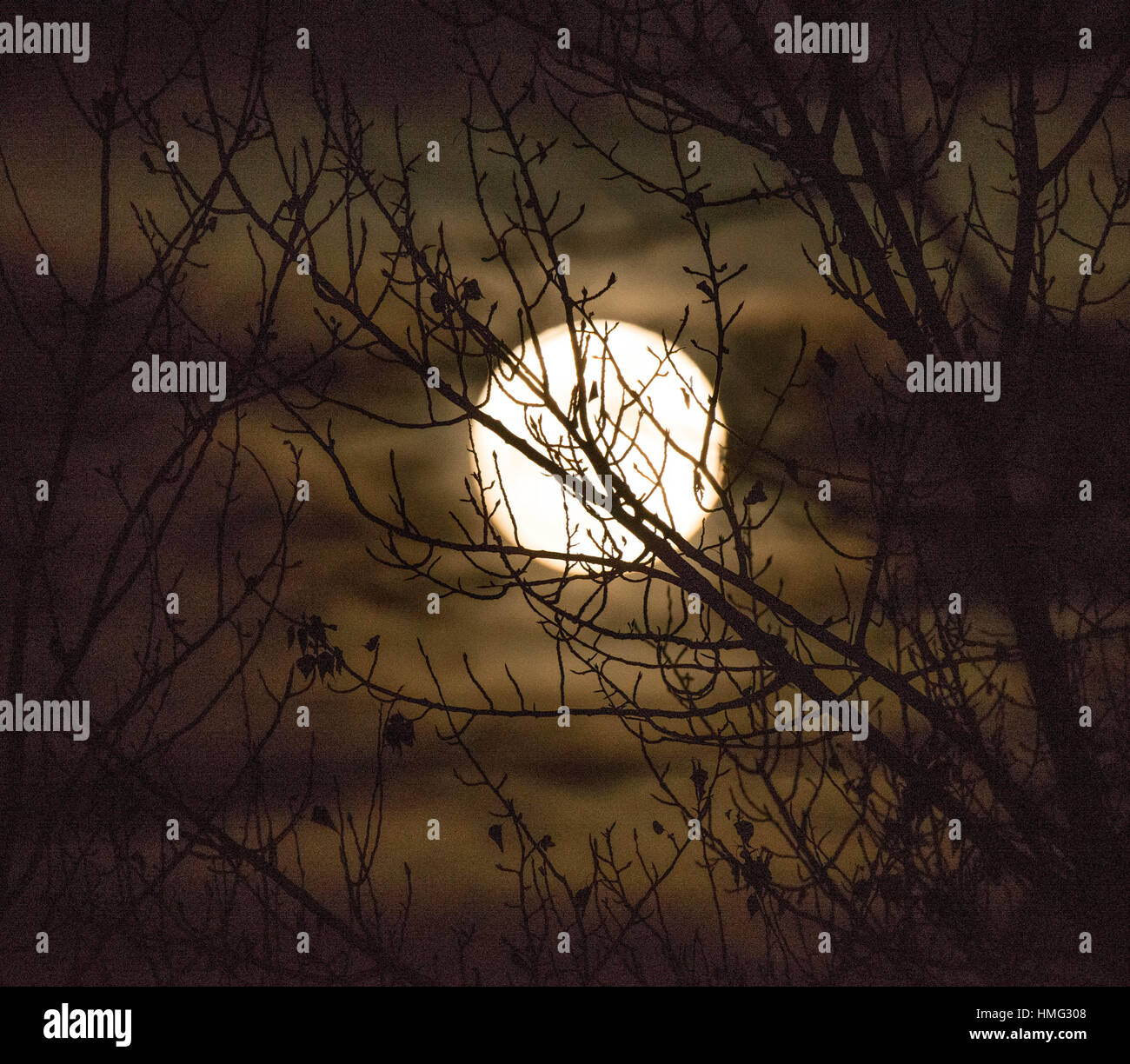 Luna piena a peaking attraverso rami di alberi in inverno, Idaho, Stati Uniti d'America Foto Stock