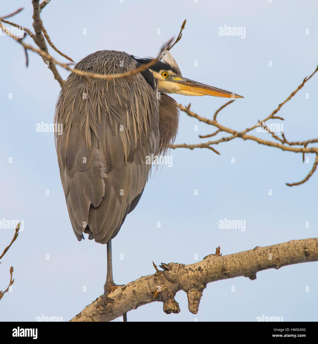 Uccelli, airone blu arroccato su di un lembo di albero in inverno. Idaho, Stati Uniti d'America Foto Stock