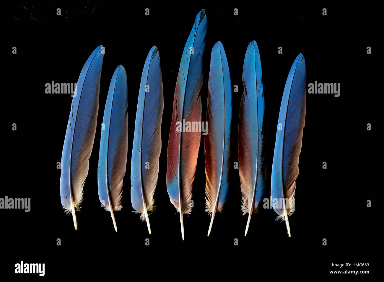 La bella macaw feathers isolate su bacground nero. Foto Stock