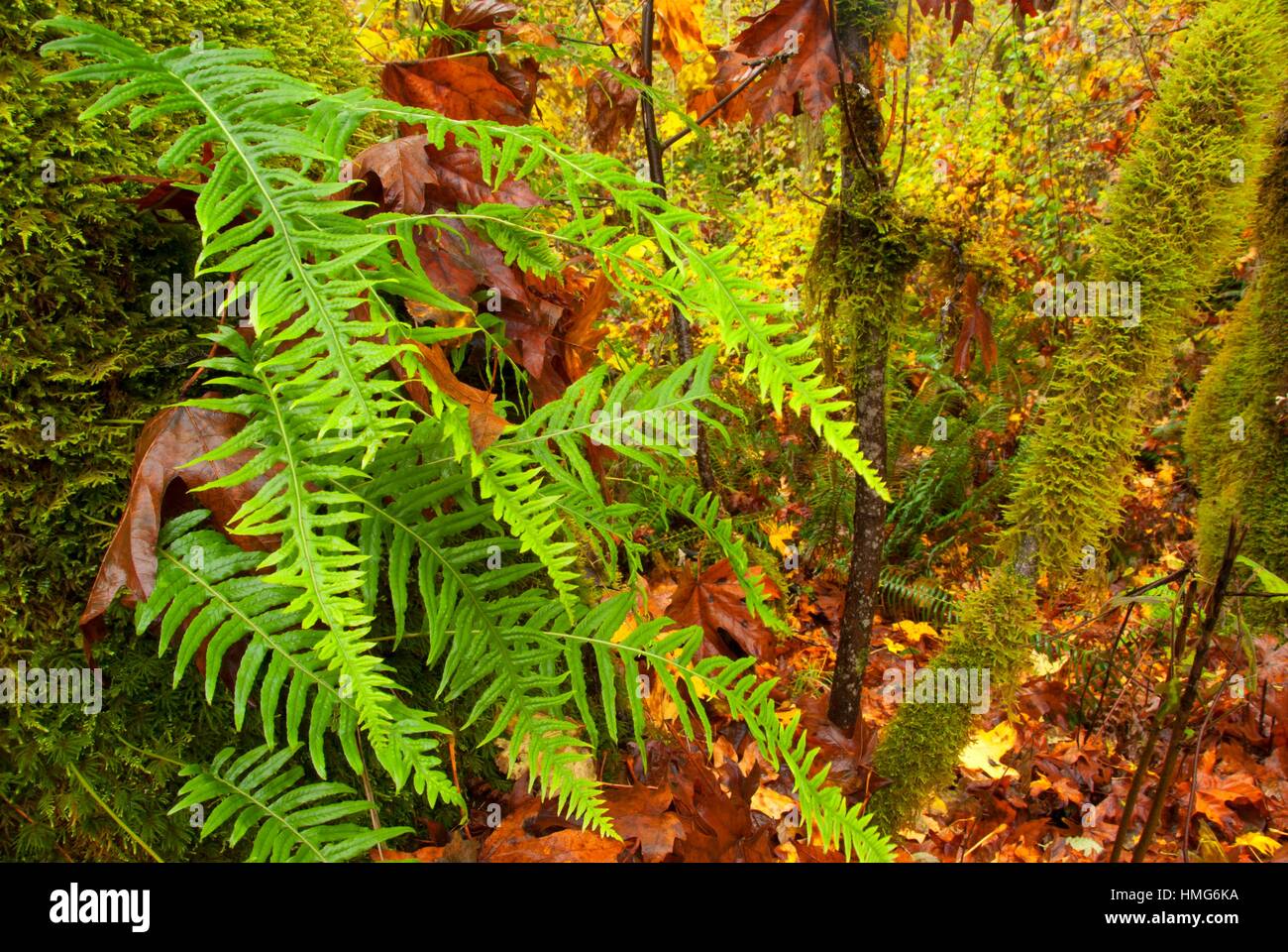 Felci di liquirizia (Glycyrrhiza Polypodium), Nord Santiam parco statale, Oregon. Foto Stock