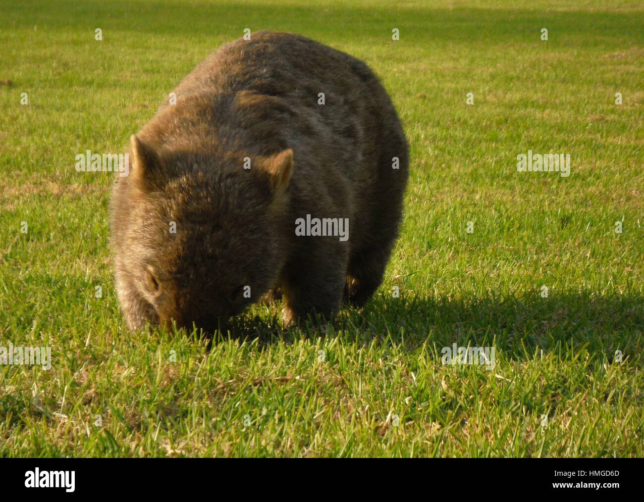 Generalmente notturna wombat mangiare erba nel tardo pomeriggio sun Foto Stock