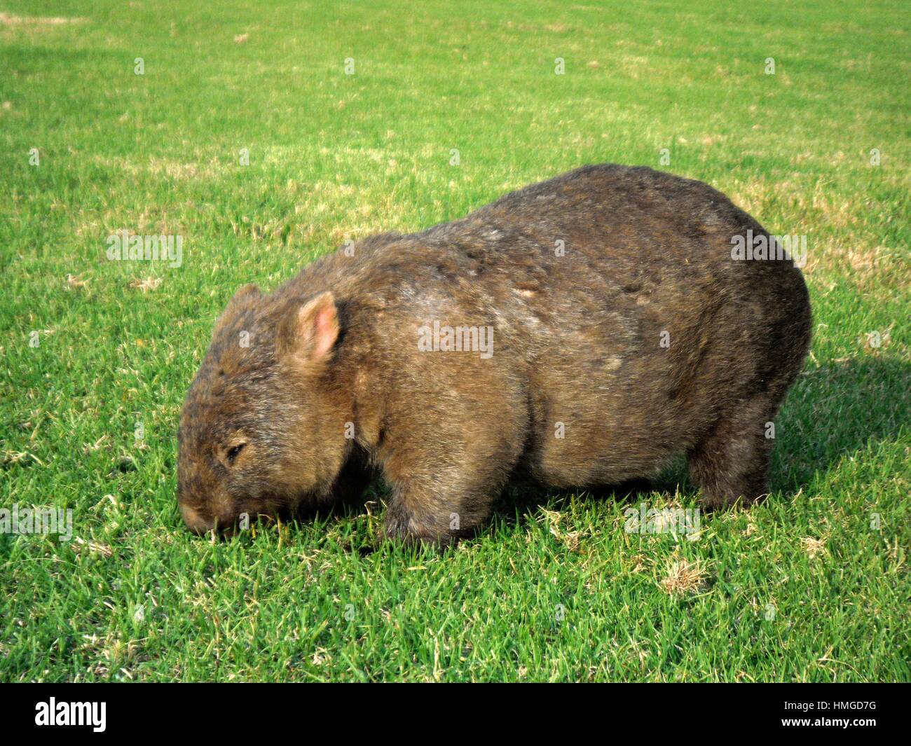 Chiusura del Wombat mangiare erba Foto Stock