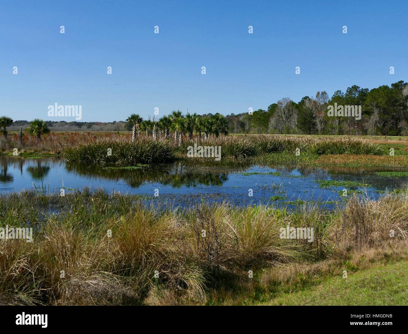 Sweetwater Wetlands Nature Park, Gainesville, Florida, Stati Uniti Foto Stock