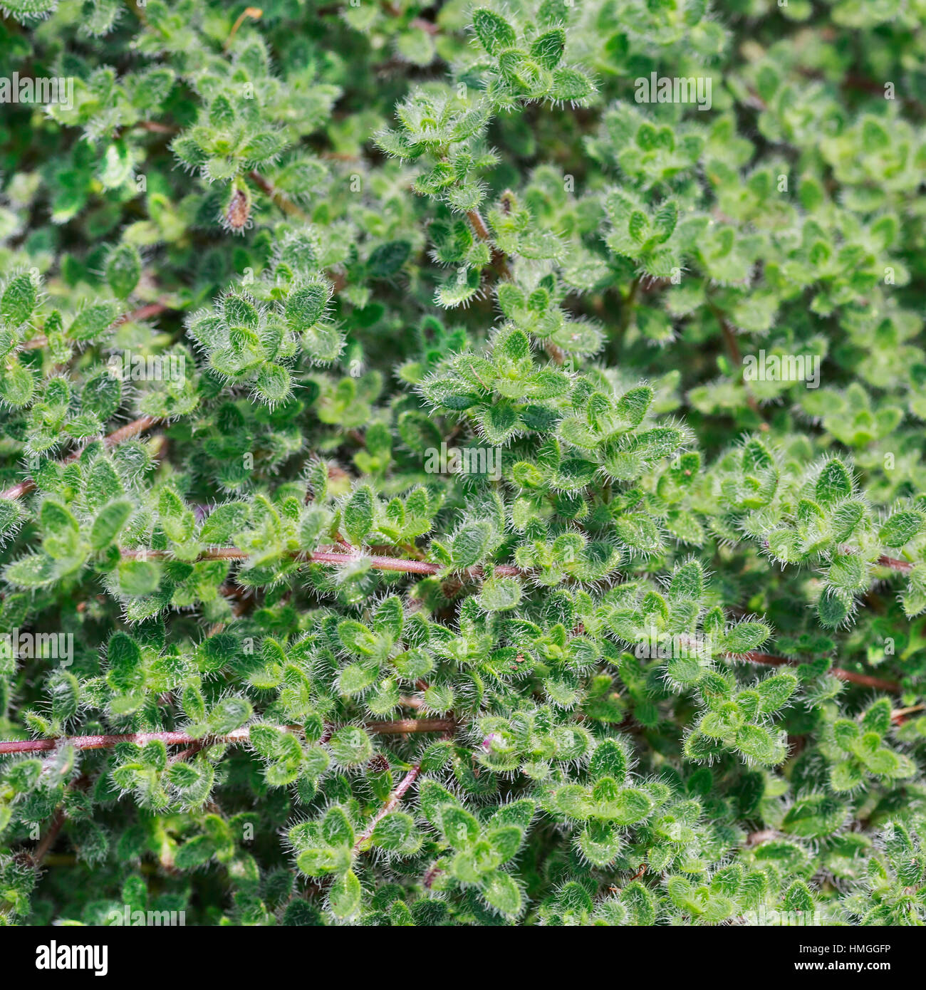 Di lana o di timo Thymus pseudolanuginosus è uno dei migliori creeping thymes utilizzati per fini paesaggistici. Foto Stock