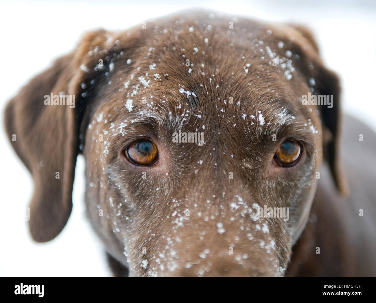 Bellissimo il laboratorio del cioccolato cane close up occhi intensi con faccia nevoso Foto Stock