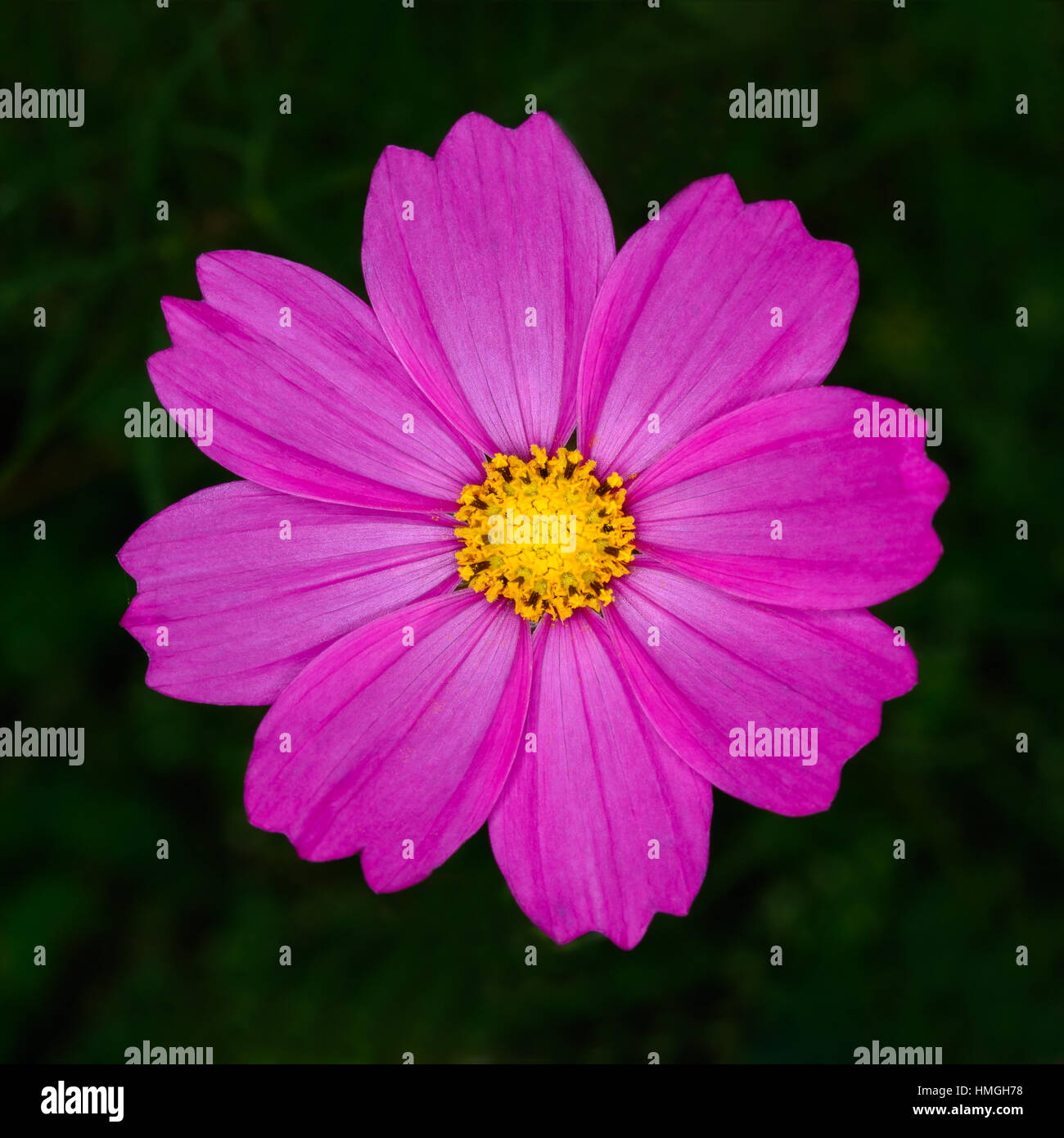 Bellissimo fiore viola sulla morbida sfocatura dello sfondo. Foto Stock