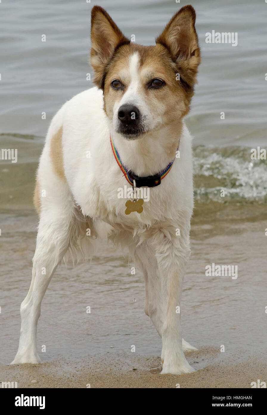 Adorabili le tre gambe di medie bianco e marrone di cane in spiaggia in acqua. Foto Stock