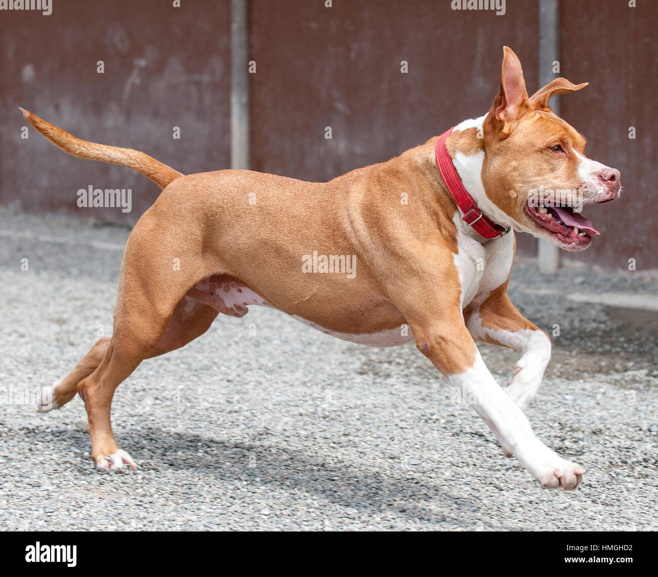Marrone e bianco pitbull miscelati shelter rescue azione del cane in esecuzione Foto Stock
