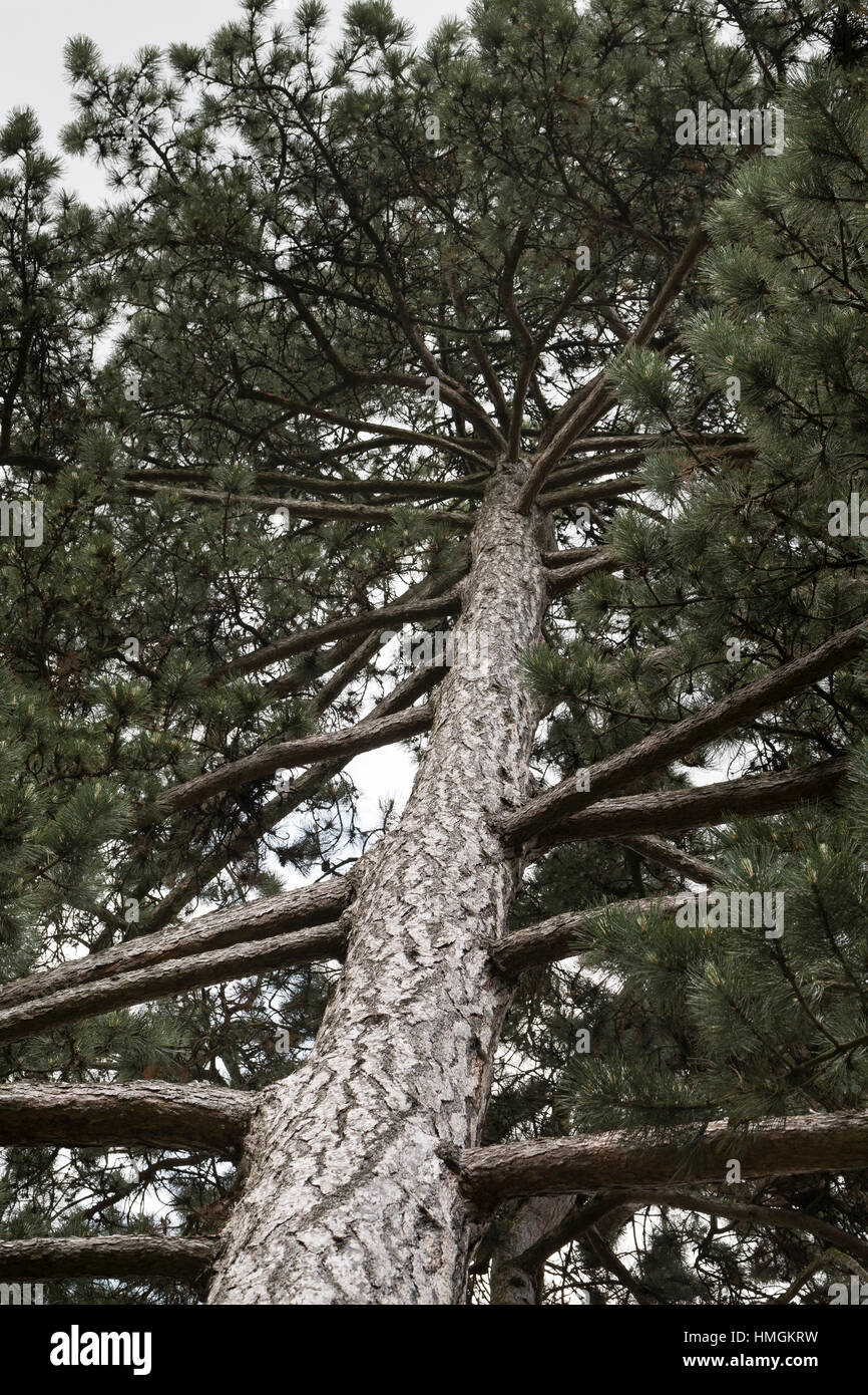 Schwarz-Kiefer, Schwarzkiefer, Kiefer, Rinde, Borke, Stamm, Pinus nigra, pinus austriaca, pini neri, corteccia, la cotenna Foto Stock