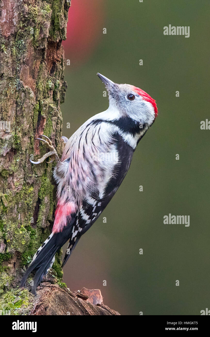 Medio-macchie Picchio (Dendrocopos medius) scalata di un tronco di albero in cerca di insetti Foto Stock