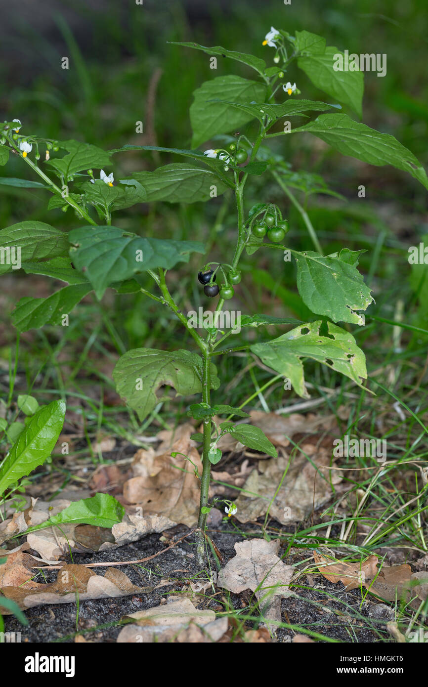 Schwarzer Nachtschatten, Solanum nigrum, erba morella, comune Nightshade Foto Stock