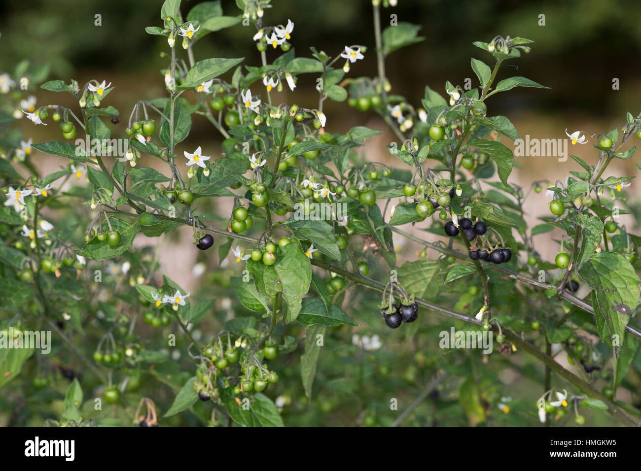 Schwarzer Nachtschatten, Blüten und Früchte, Solanum nigrum, erba morella, comune Nightshade Foto Stock