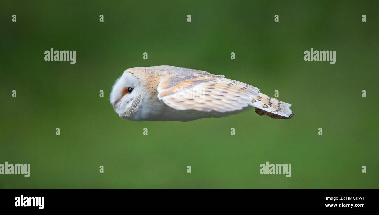 Il barbagianni (Tyto alba) in volo contro uno sfondo di soft-focus fogliame Foto Stock