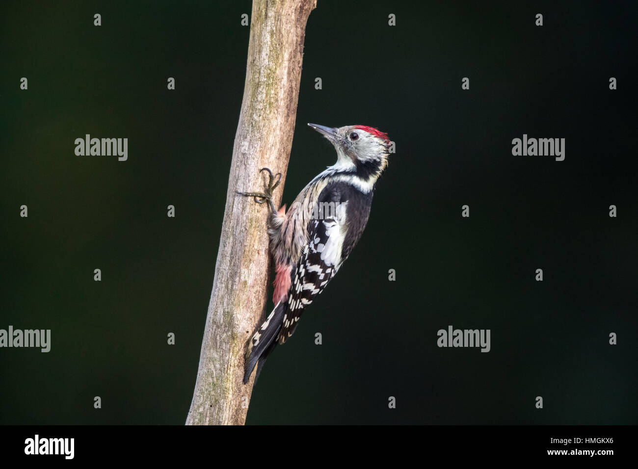Medio-macchie Picchio (Dendrocopos medius) scalata di un tronco di albero in cerca di insetti Foto Stock