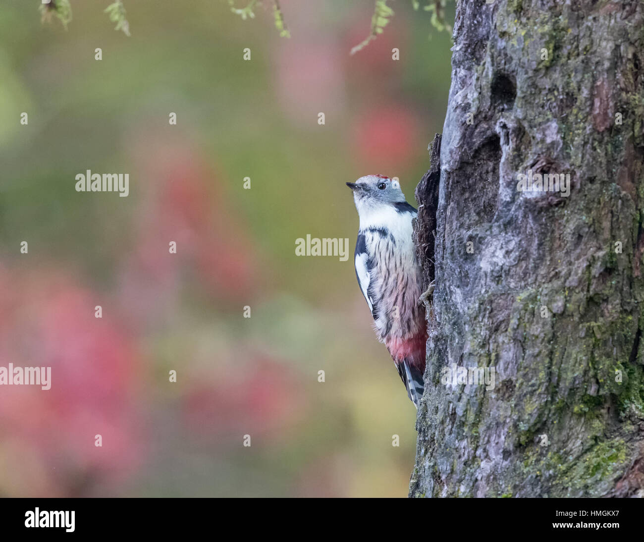 Medio-macchie Picchio (Dendrocopos medius) scalata di un tronco di albero in cerca di insetti Foto Stock